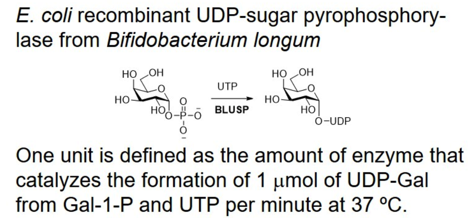 UDP-sugar pyrophosphorylase; BlUSP